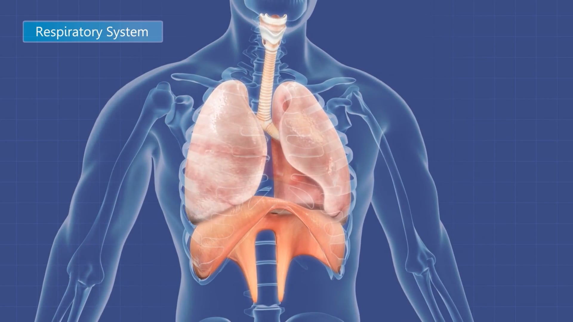 El cuidado de la voz en las profesiones – Clase N° 2